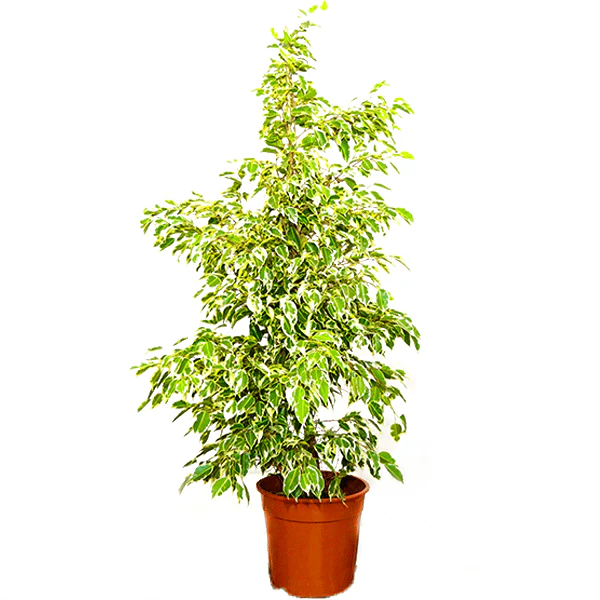 Ficus Starlight