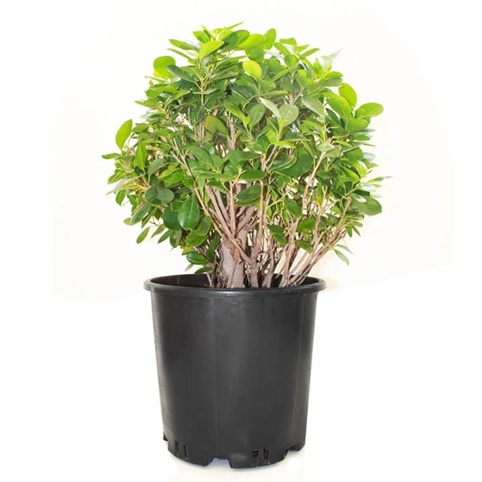 Ficus Ball