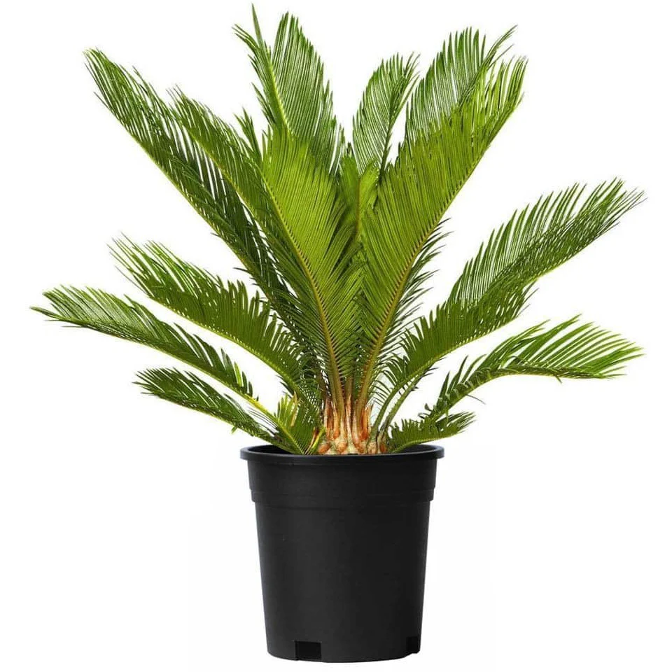 Cycas